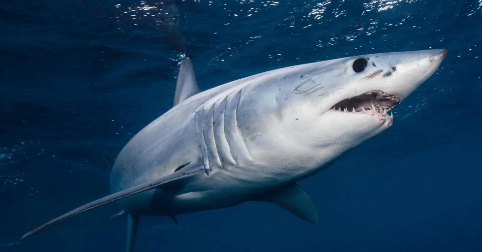 Deadly shark in Egypt's Red Sea
