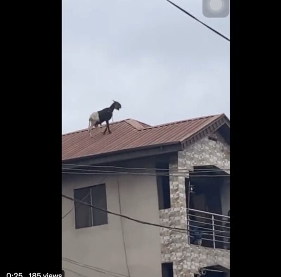 Ram on the rooftop