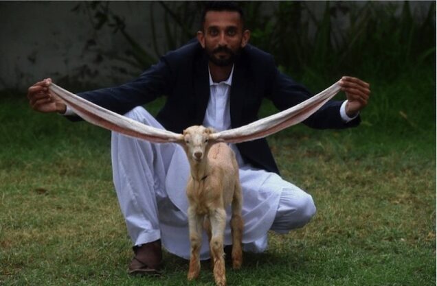 Simba the baby goat and its breeder in Karachi Pakistan
