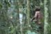 Índio Tanaru an indigenous man who lived in complete isolation in the Brazilian Amazon for over 25 years is dead,