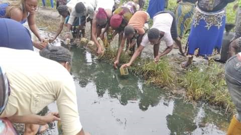 Residents scooping fuel  at oil spill sites in Deebom community of Bodo city, Ogoniland area of the state. LG Chair asks Shell Petroleum Development Company, SPDC to quickly intervene to avert looming human tragedy over their actions