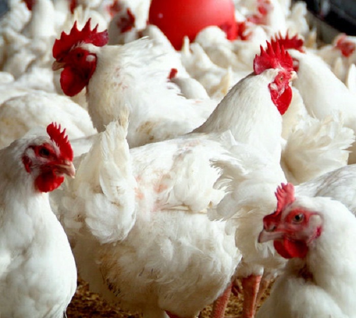 Animal welfare officers in South Africa kill more than 350,000 chickens by hand after they were left starving and cannibalising each other