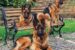 German shepherd dogs