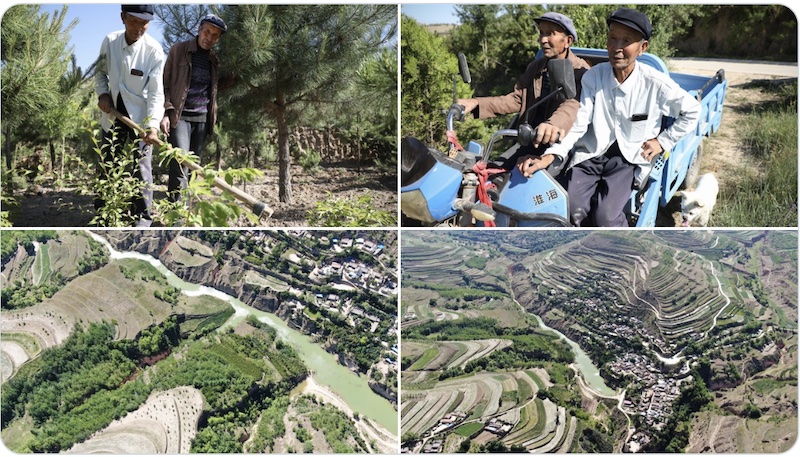 Xu Zhigang and Xu Zhiqiang and the forest they grew on the mountain