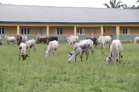 Cattle invade school field in Alihiagwu community in Ika South local government area of Delta State.