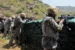 Saudi border guards killed hundreds of Ethiopian migrants