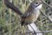 Mukarrthippi Grasswren: A bird nearing extinction in Australia