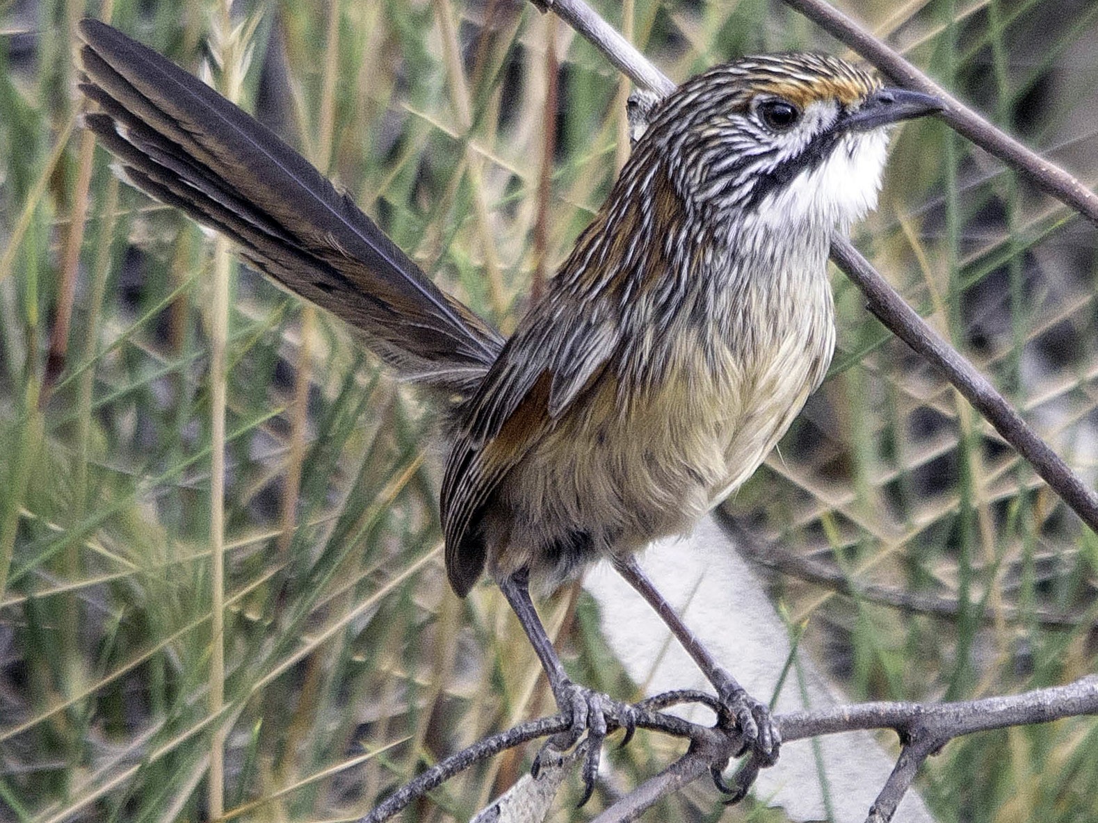 Mukarrthippi Grasswren: A bird nearing extinction in Australia