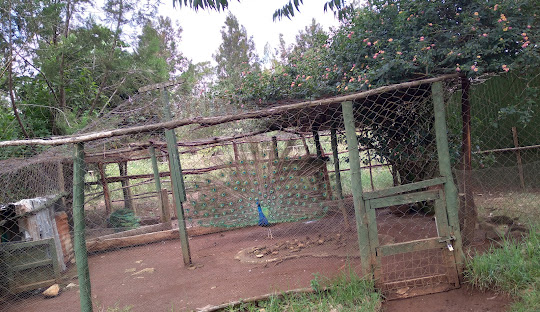 5 children drown in Uasin Gishu County, Kenya