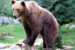 Bear attacks in Japan hit record high