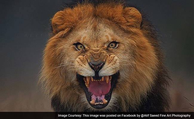 Shock as Lion kills worker in popular Nigerian University