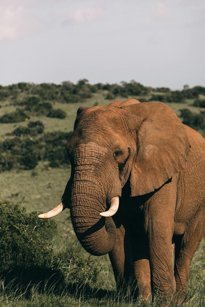 Animals have been woven into the fabric of traditional Nigerian society for centuries, playing vital roles in culture, religion, medicine