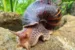 African giant snail