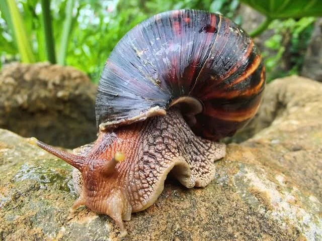 African giant snail