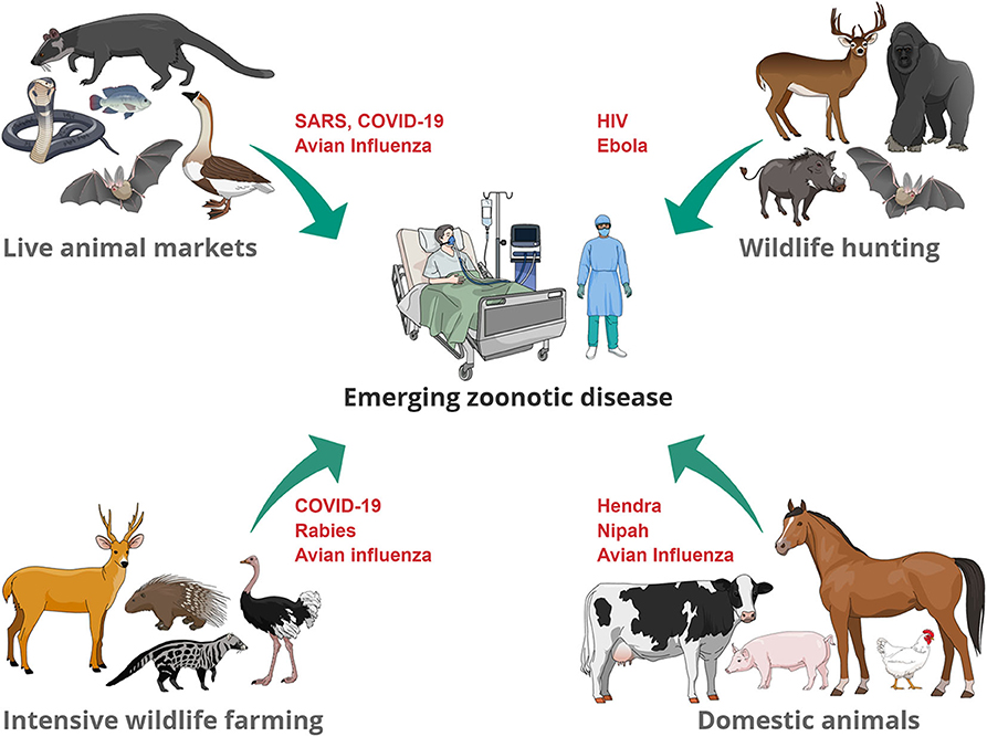 Zoonotic diseases