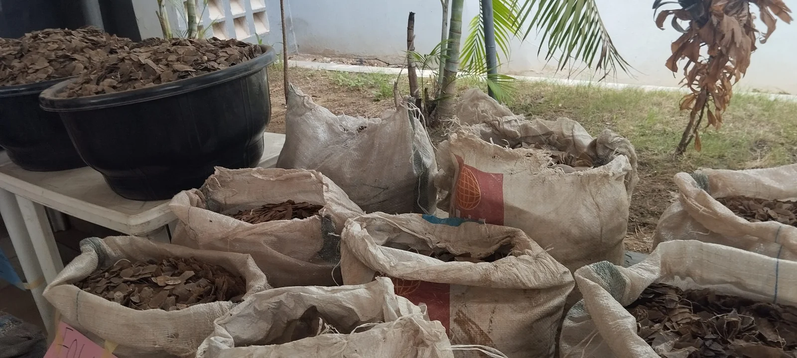 Nigeria Customs Service (NCS) seizes pangolin scales worth N3bn