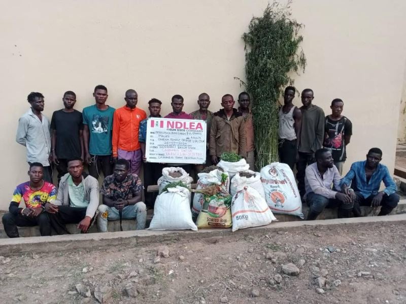NDLEA operatives raid Osun forest, arrest 17 suspects, destroy 31,250kg of cannabis