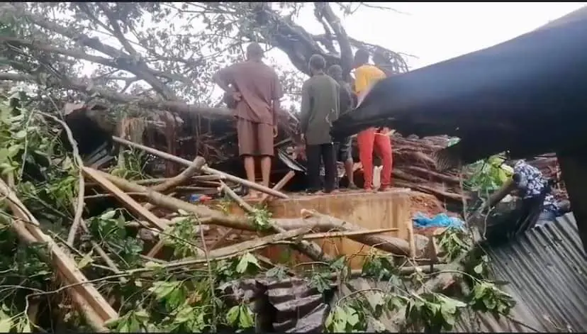 100-year-old trees fall on traders, kill four, injure others in Edo
