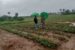 200 Farmers secure Pineapple farms in Davidorlah’s bold expansion plan in Ogun