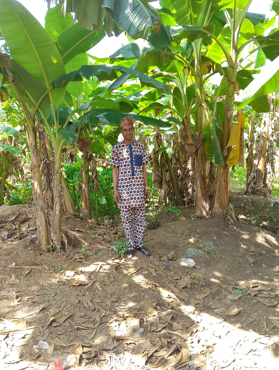 Processes involved in successful plantain farming
