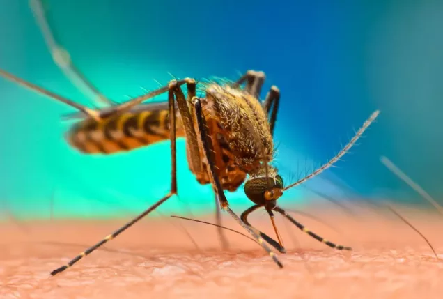 Mosquito-Malaria