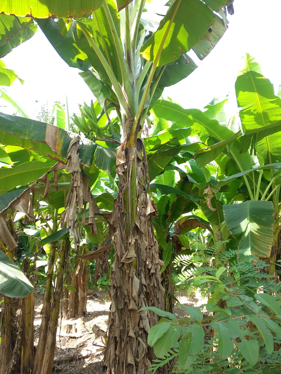 Processes involved in successful plantain farming