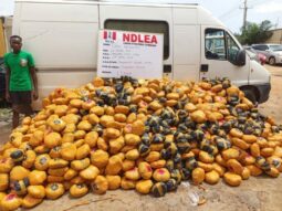 NDLEA recovers 563kg skunk in Bayelsa 2