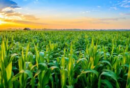 maize