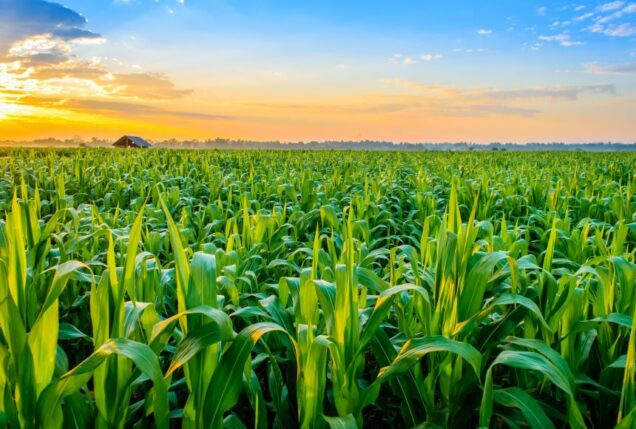 maize