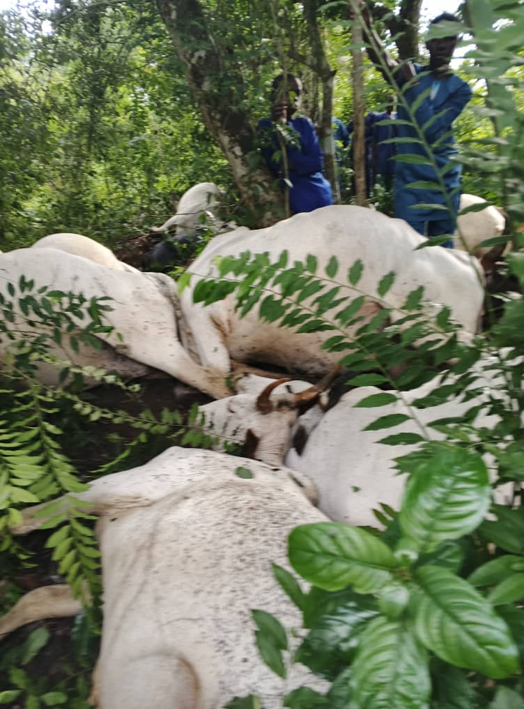 Police confirm that 32 cows found dead in a forest in Osara community of Ogun State died from lightening following torrential rainfall