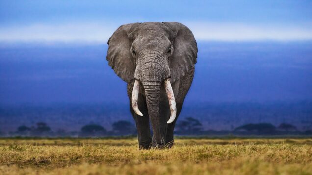 Rear view of african elephant walking on field against sky