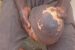 Police nab 25-year-old Samuel Eze with a fresh female breast in Awada, Obosi, Idemili North Local Government Area of Anambra state.