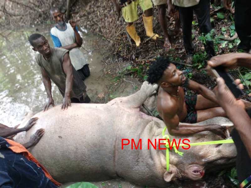 Edo Government condemns killing of a hippopotamus in the Okumuzo River in Anegbette Community of Etsako Central LGA of the State.