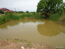 Pond 1