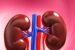 Kidney