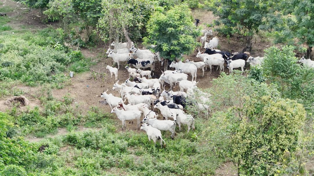 Police speak on rumors of imminent attack on  Ajebo community in Obafemi-Owode Local Government of Ogun State by armed Fulani herdsmen 