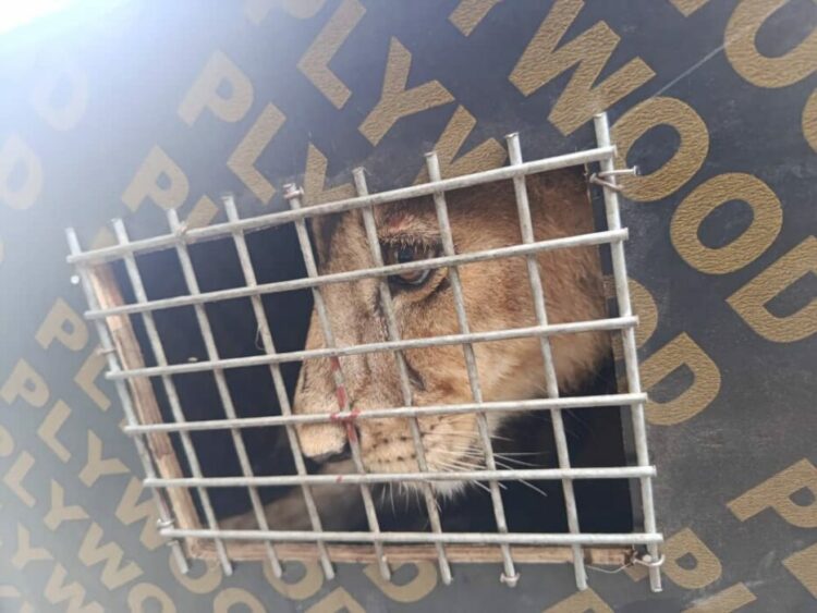 Customs intercepts lion cub, two monkeys being smuggled to Republic of Benin at Gbaji, along the Badagry–Seme expressway in Lagos State.
