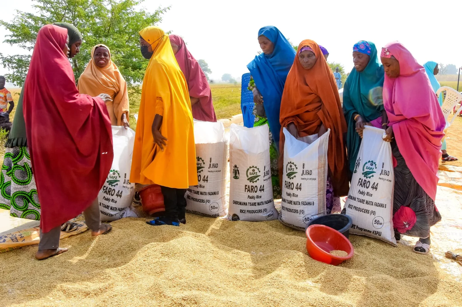 SAPZ distributes inputs to 9,870 farmers in Garun Malam, Gezawa, Bichi and Bagwai LGAs of Kano State during the 2025 wet season.