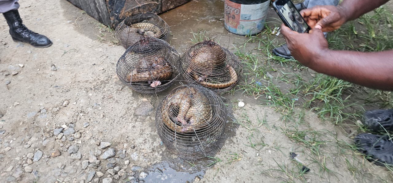 Customs intercepts FOUR live pangolins