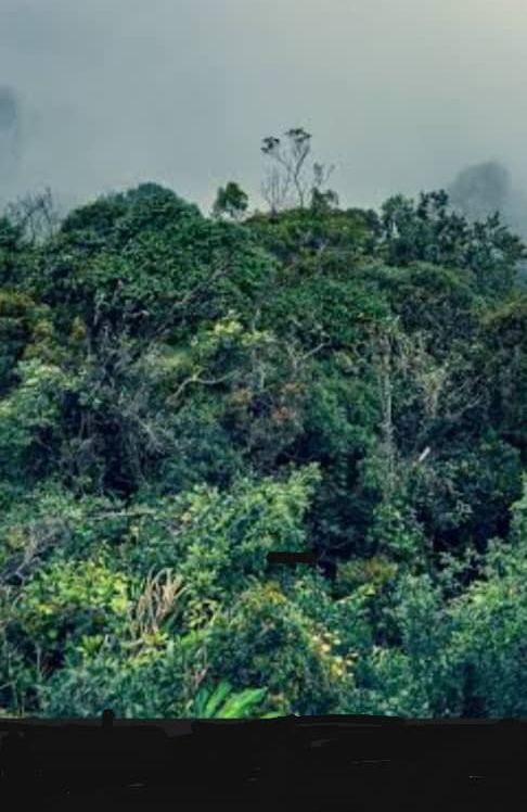 Preserving the Biajua Rainforest