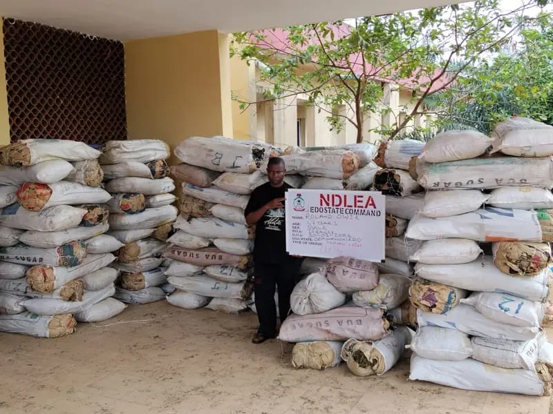 NDLEA raids drug warehouse in Edo, seizes 1,378kg of cannabis