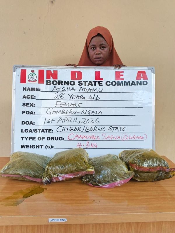 NDLEA intercepts bandits’ female drug supplier with Colorado in Borno; nabs pastor, wife for drug trafficking
