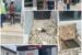 Lagos govt seals Dominion Pizza outlet over environmental violations