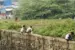 Open defecation