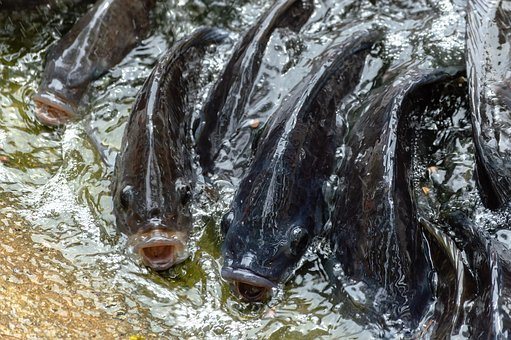 Fish