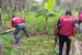 NDLEA intensifies operations in Edo destroys 3 cannabis plantations, nab 42 suspected drug traffickers, impound 4,905.36kg of illicit drugs
