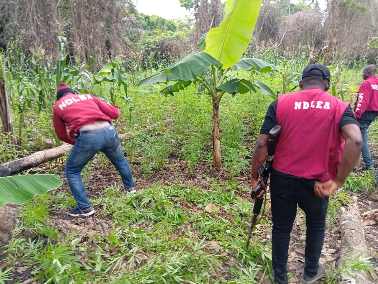 NDLEA intensifies operations in Edo destroys 3 cannabis plantations, nab 42 suspected drug traffickers, impound 4,905.36kg of illicit drugs
